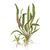 Криптокорина беловатая, Криптокорина Албида (Cryptocoryne albida). 
Аквариумные растения. Описание растений для аквариумов