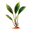 Лагенандра яйцевидная (Lagenandra ovata). 
Аквариумные растения. Описание растений для аквариумов