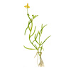 Гетерантера сомнительная (Zosterella dubia, Heteranthera dubia). 
Аквариумные растения. Описание растений для аквариумов