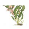 Барклайя длиннолистная (Barclaya longifolia). 
Аквариумные растения. Описание растений для аквариумов