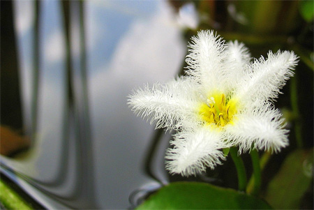 Болотноцветник Гумбольдта (Nymphoides humboldtiana, villacrisia humboldtiana). 
Аквариумные растения. Описание растений для аквариумов