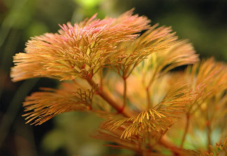 Кабомба красноватая, Кабомба фурката (Cabomba piauhyensis, Cabomba furcata)