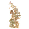 Кабомба красноватая, Кабомба фурката (Cabomba piauhyensis, Cabomba furcata). 
Аквариумные растения. Описание растений для аквариумов