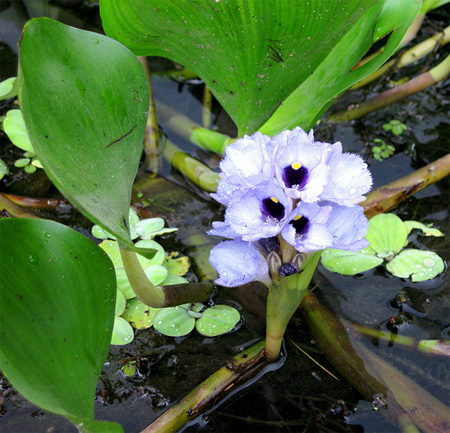 Эйхорния лазоревая или водная (Eichhornia azurea, eichhornia aquatica)