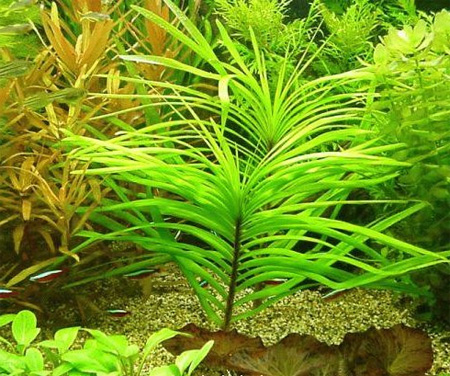 Эйхорния лазоревая или водная (Eichhornia azurea, eichhornia aquatica). 
Аквариумные растения. Описание растений
