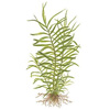 Эйхорния лазоревая или водная (Eichhornia azurea, eichhornia aquatica). 
Аквариумные растения. Описание растений для аквариумов