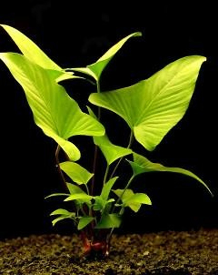 Анубиас грациозный (Anubias gracilis). 
Аквариумные растения. Описание растений для аквариумов