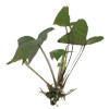 Анубиас грациозный (Anubias gracilis). 
Аквариумные растения. Описание растений для аквариумов