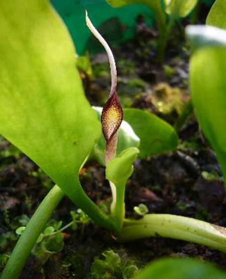 Криптокорина язычковая (Cryptocoryne lingua)