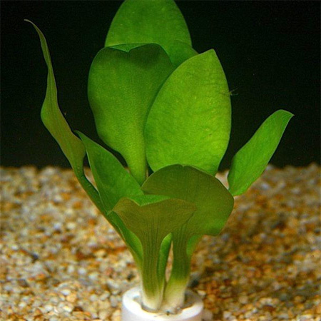   (Cryptocoryne lingua)