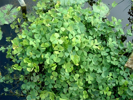   (Marsilea quadrifolia)