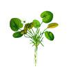 Водокрас лягушачий (Hydrocharis morsus-ranae). 
Аквариумные растения. Описание растений для аквариумов