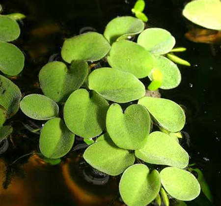   (Salvinia auriculata)