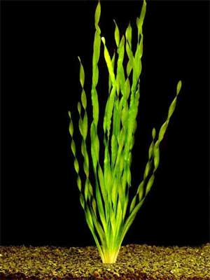 Валлиснерия спиральная (Vallisneria spiralis). Аквариумные растения. Описание растений для аквариумов