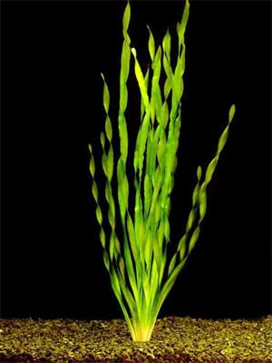 Валлиснерия спиральная (Vallisneria spiralis). 
Аквариумные растения. Описание растений для аквариумов