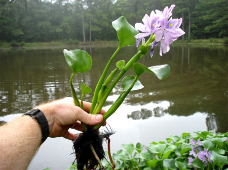 Эйхорния отличная или красивейшая, водяной гиацинт (Eichhornia crassipes)