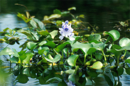 Эйхорния отличная или красивейшая, водяной гиацинт (Eichhornia crassipes)