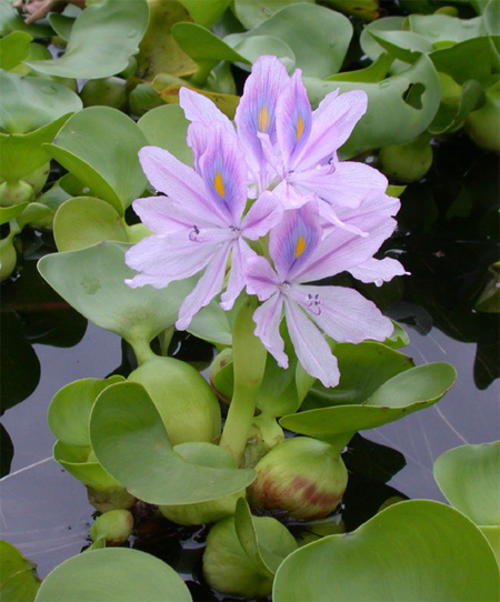    ,   (Eichhornia crassipes)