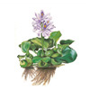 Эйхорния отличная или красивейшая, водяной гиацинт (Eichhornia crassipes). 
Аквариумные растения. Описание растений для аквариумов