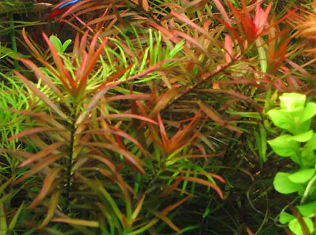   (Ludwigia arcuata)