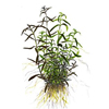 Людвигия дугообразная (Ludwigia arcuata). 
Аквариумные растения. Описание растений для аквариумов