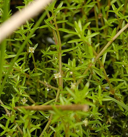Толстянка Хелмса (Crassula helmsii). 
Аквариумные растения. Описание растений
