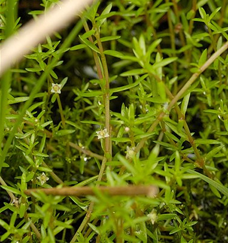 Толстянка Хелмса (Crassula helmsii). 
Аквариумные растения. Описание растений для аквариумов