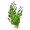 Толстянка Хелмса (Crassula helmsii). 
Аквариумные растения. Описание растений для аквариумов