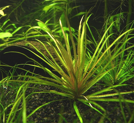   (Blyxa aubertii)