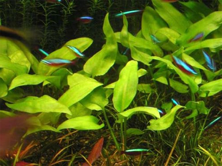 Криптокорина понтедериеволистная, Криптокорина понтедериелистная (Cryptocoryne pontederiifolia)