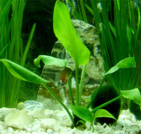   (Cryptocoryne pontederiifolia)