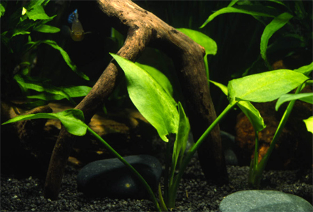  ,   (Cryptocoryne pontederiifolia). 
 .  