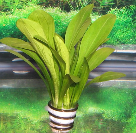  ,  (Sagittaria eatoni)