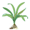 Стрелолист Эатона, сагиттария (Sagittaria eatoni). 
Аквариумные растения. Описание растений для аквариумов