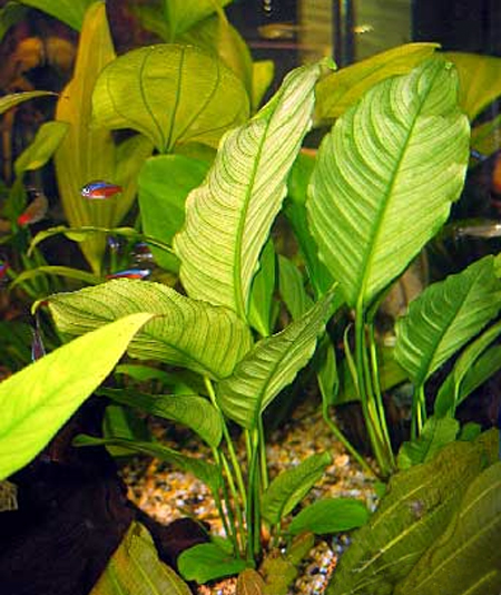 Анубиас разнолистный, анубиас конголезский (Anubias heterophylla, anubias congensis). 
Аквариумные растения. Описание растений для аквариумов