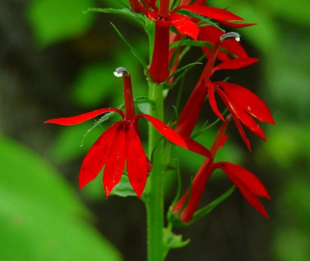 Лобелия кардинальская или кровяно-красная (Lobelia cardinalis)