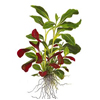 Лобелия кардинальская или кровяно-красная лобелия (Lobelia cardinalis). 
Аквариумные растения. Описание растений для аквариумов