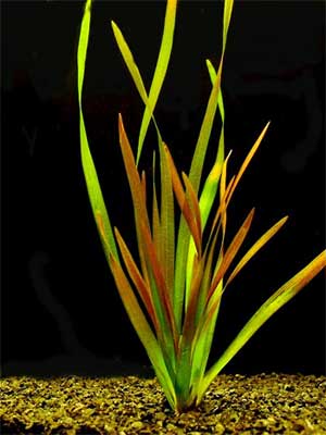   (Vallisneria gigantea). 
 .  