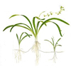 Стрелолист карликовый (Sagittaria spec). 
Аквариумные растения. Описание растений для аквариумов
