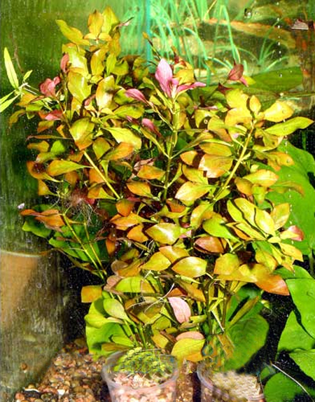 Людвигия болотная (Ludwigia palustris). 
Аквариумные растения. Описание растений