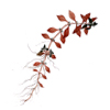 Людвигия болотная (Ludwigia palustris). 
Аквариумные растения. Описание растений для аквариумов