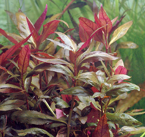  ,   ,    (Alternanthera lilacina). 
 .  