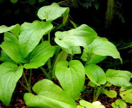 Заурурус поникший (Saururus cernuus). 
Аквариумные растения. Описание растений для аквариумов