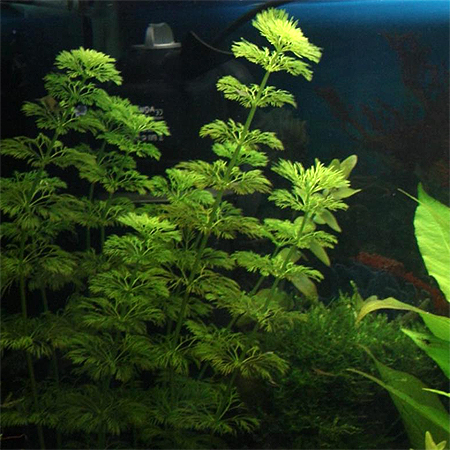  ,   (Limnophila sessiliflora)