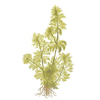 Лимнофила сидячецветковая, амбулия сидячецветковая (Limnophila sessiliflora). 
Аквариумные растения. Описание растений для аквариумов