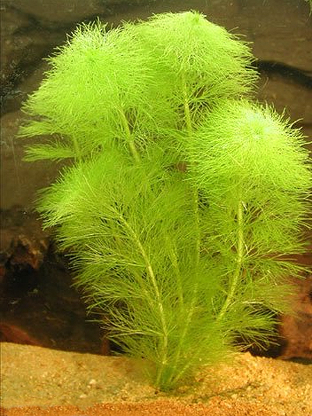  ,   (Limnophila aquatica). 
 .  