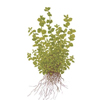 Микрантемум тенистый (Micranthemum umbrosum). 
Аквариумные растения. Описание растений для аквариумов