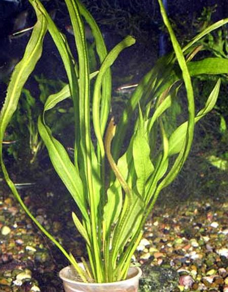 Эхинодорус промежуточный, карликовая амазонка (Echinodorus intermedius). 
Аквариумные растения. Описание растений