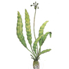 Эхинодорус промежуточный, карликовая амазонка (Echinodorus intermedius). 
Аквариумные растения. Описание растений для аквариумов