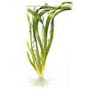 Валлиснерия гигантская (Vallisneria gigantea). 
Аквариумные растения. Описание растений для аквариумов